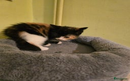 Mixed Breed cats for sale: Beautiful mixed breed female kitten  - Image 9