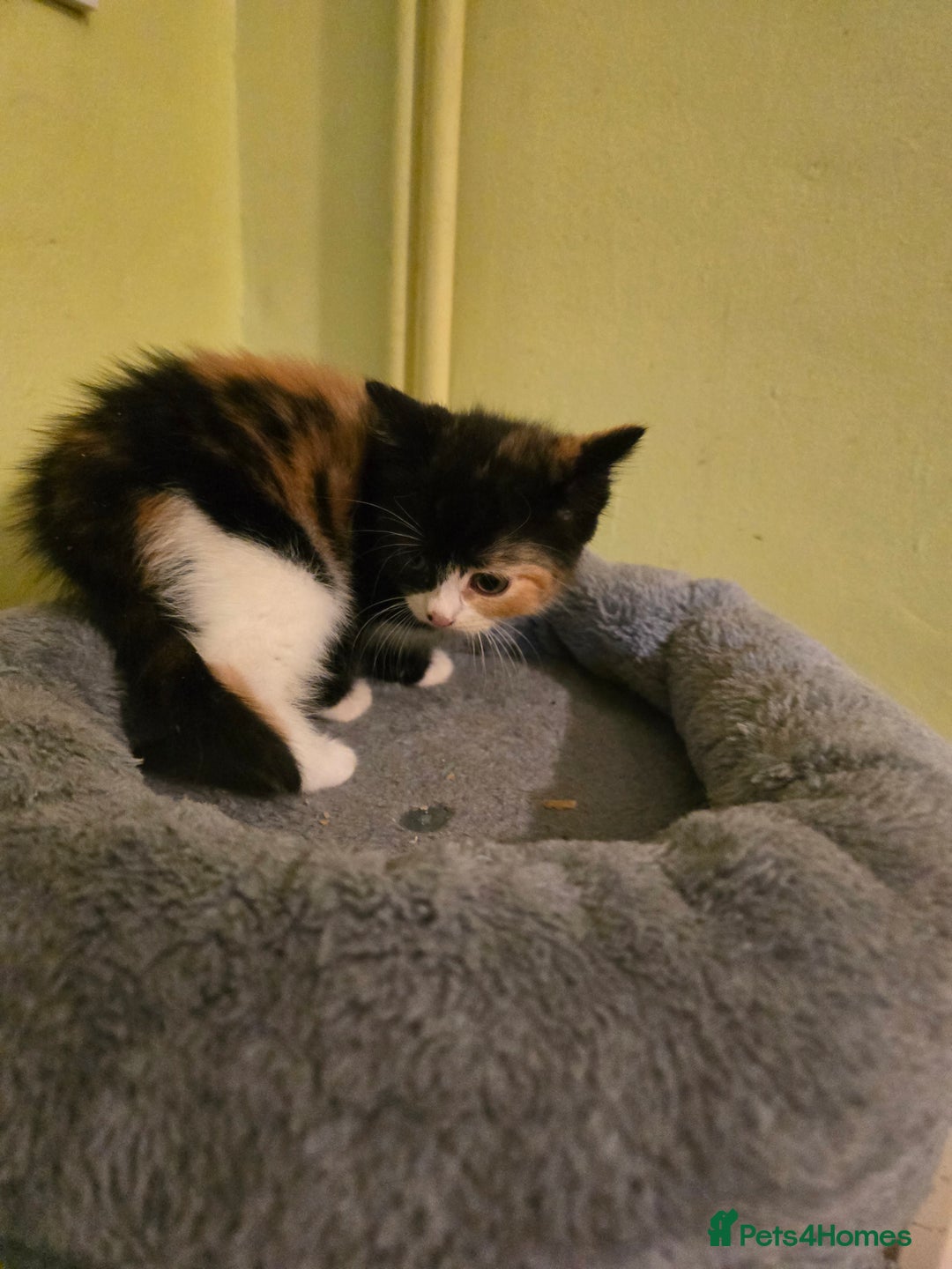 Mixed Breed cats for sale: Beautiful mixed breed female kitten  - Image 9