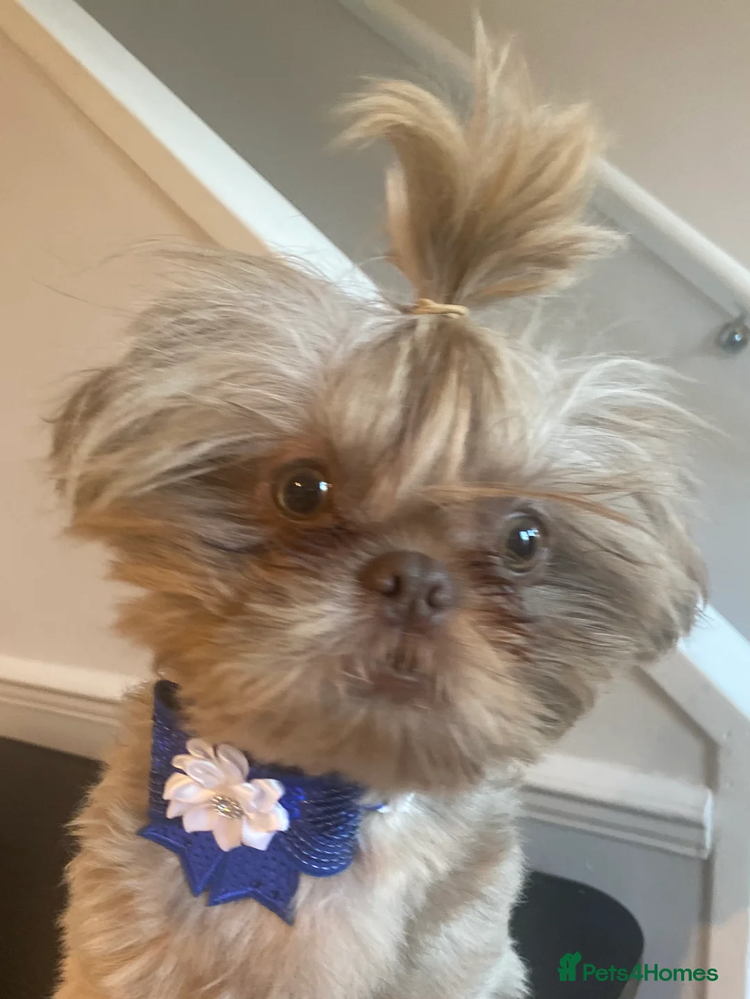 Shih Tzu dogs for stud: KC Lilac Imperial Shih Tzu for Stud in Chislehurst - Advert 9