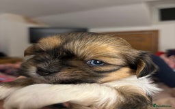 Lhasa Apso dogs for sale: Lhasa Apso Puppies – Tiny Tails, Big Hearts! - Image 10