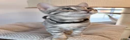 Bengal cats for sale: Exceptional Bengal Kittens Ready Now  - Advert 8