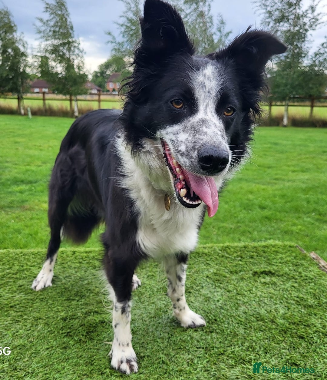 Border Collie dogs for sale: 2 year old female Border Collie  - Image 6