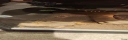Bearded Dragon reptiles for sale: Bearded Dragon with Complete Vivarium Setup  - Advert 1