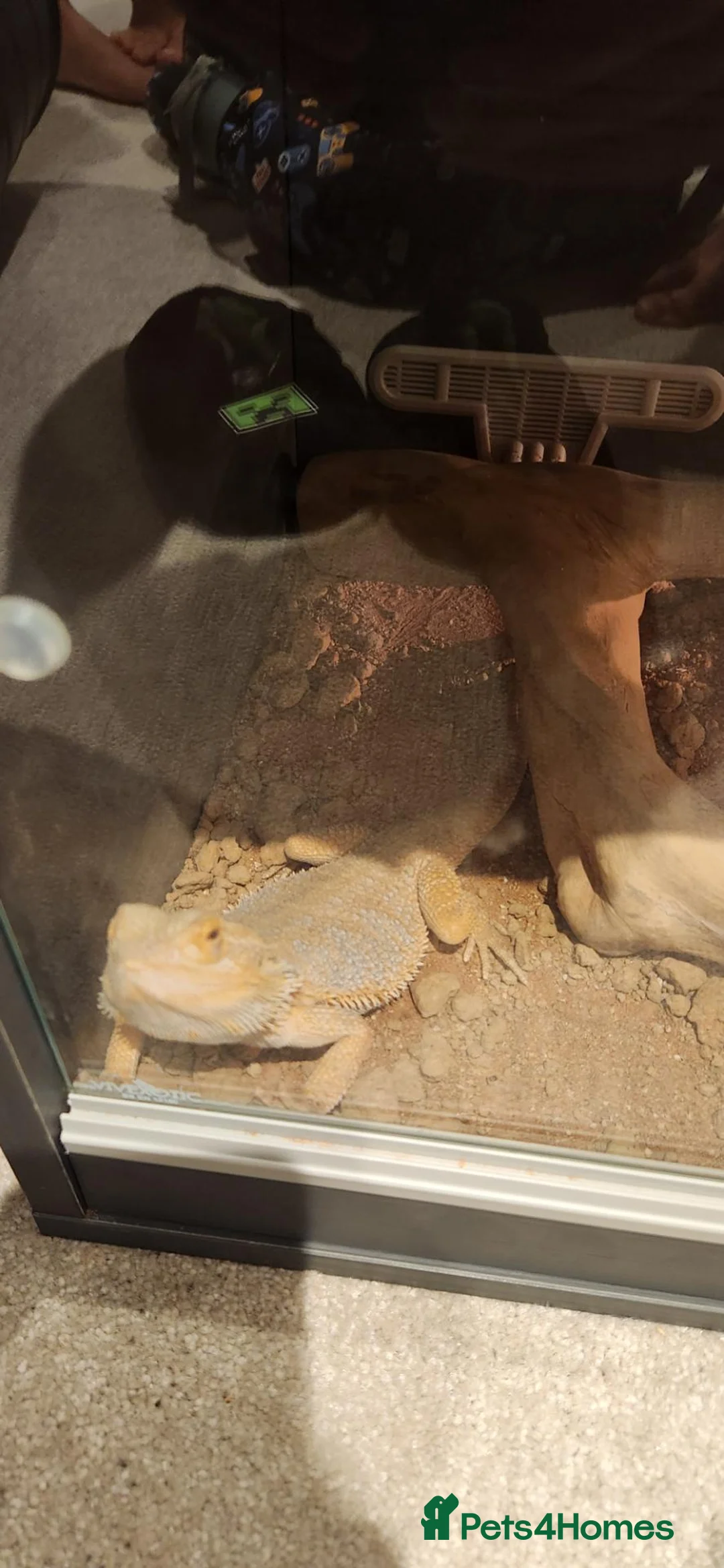 Bearded Dragon reptiles for sale: Bearded Dragon with Complete Vivarium Setup  - Advert 1