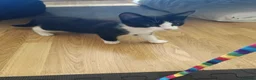 Domestic Shorthair cats for sale: Thunder and lightning  - Advert 12
