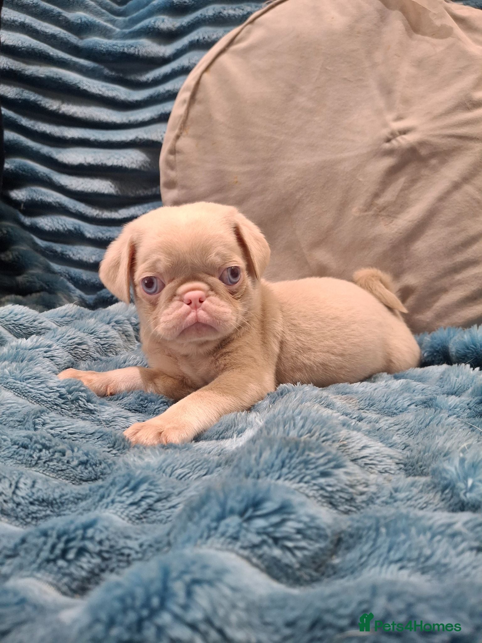 Pug dogs Stunning pug puppies available  - Advert 4