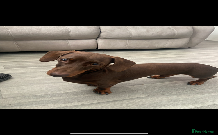 Miniature Dachshund dogs - Advert 14