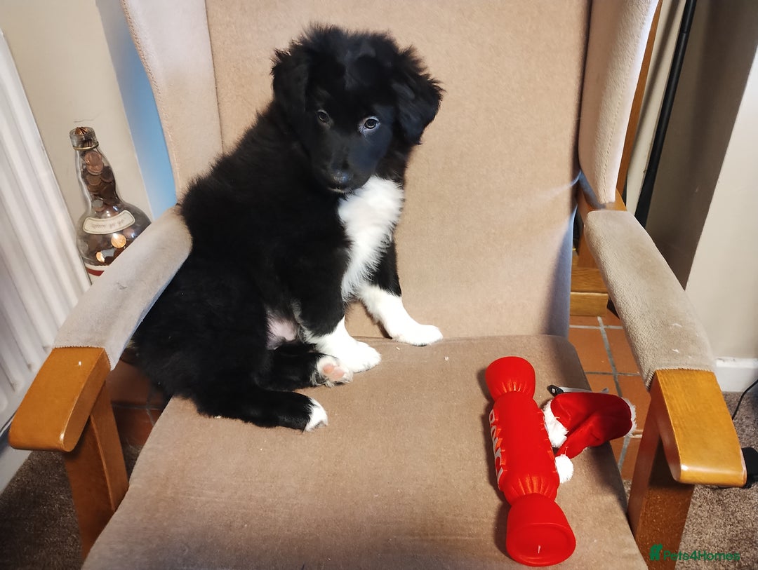 Border Collie dogs for sale: Border Collie Puppies Top Quality! - Advert 10