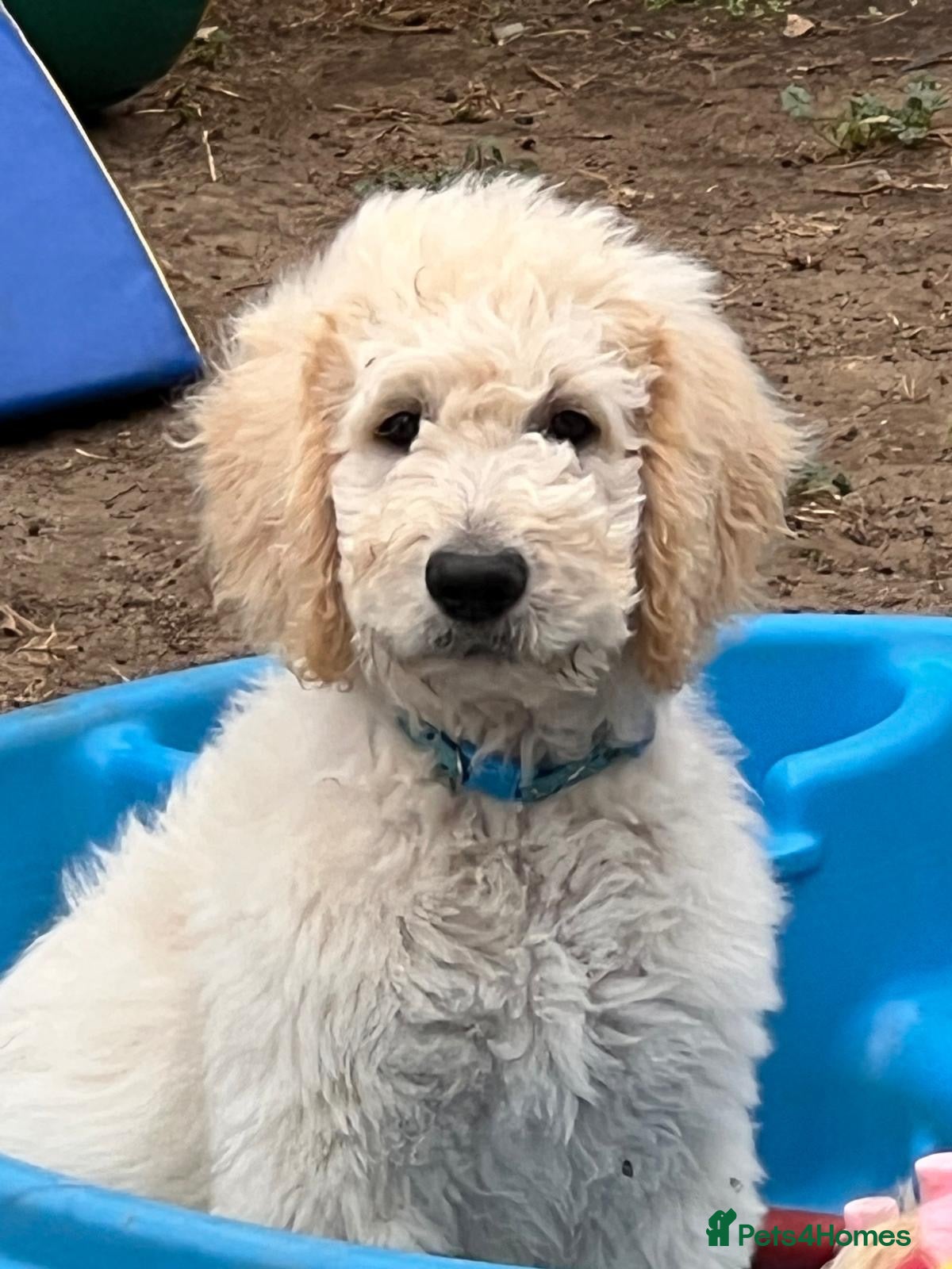Goldendoodle dogs 🐾 Goldendoodle large puppies ready now 🐾 - Advert 2