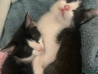 Mixed Breed cats Kittens for rehoming - Advert 1