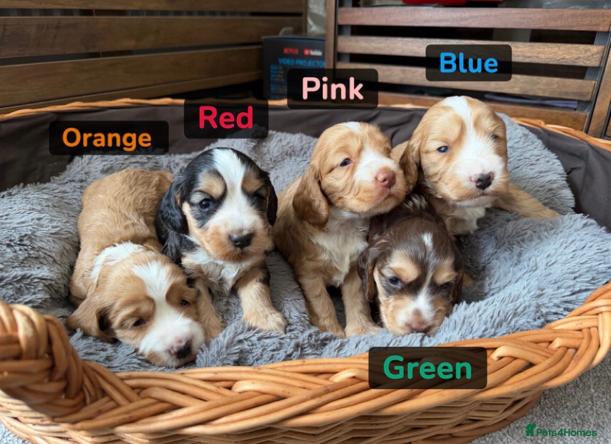 Cockapoo dogs F1B Cockapoo’s  - Advert 1