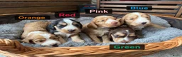 Cockapoo dogs for sale: F1B Cockapoo’s  - Advert 1