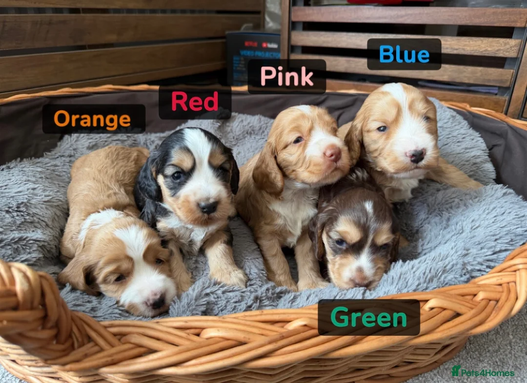Cockapoo dogs for sale: F1B Cockapoo’s  - Advert 1
