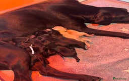 Labrador Retriever dogs for sale: KC Registered Health Tested Working Labs - Image 25
