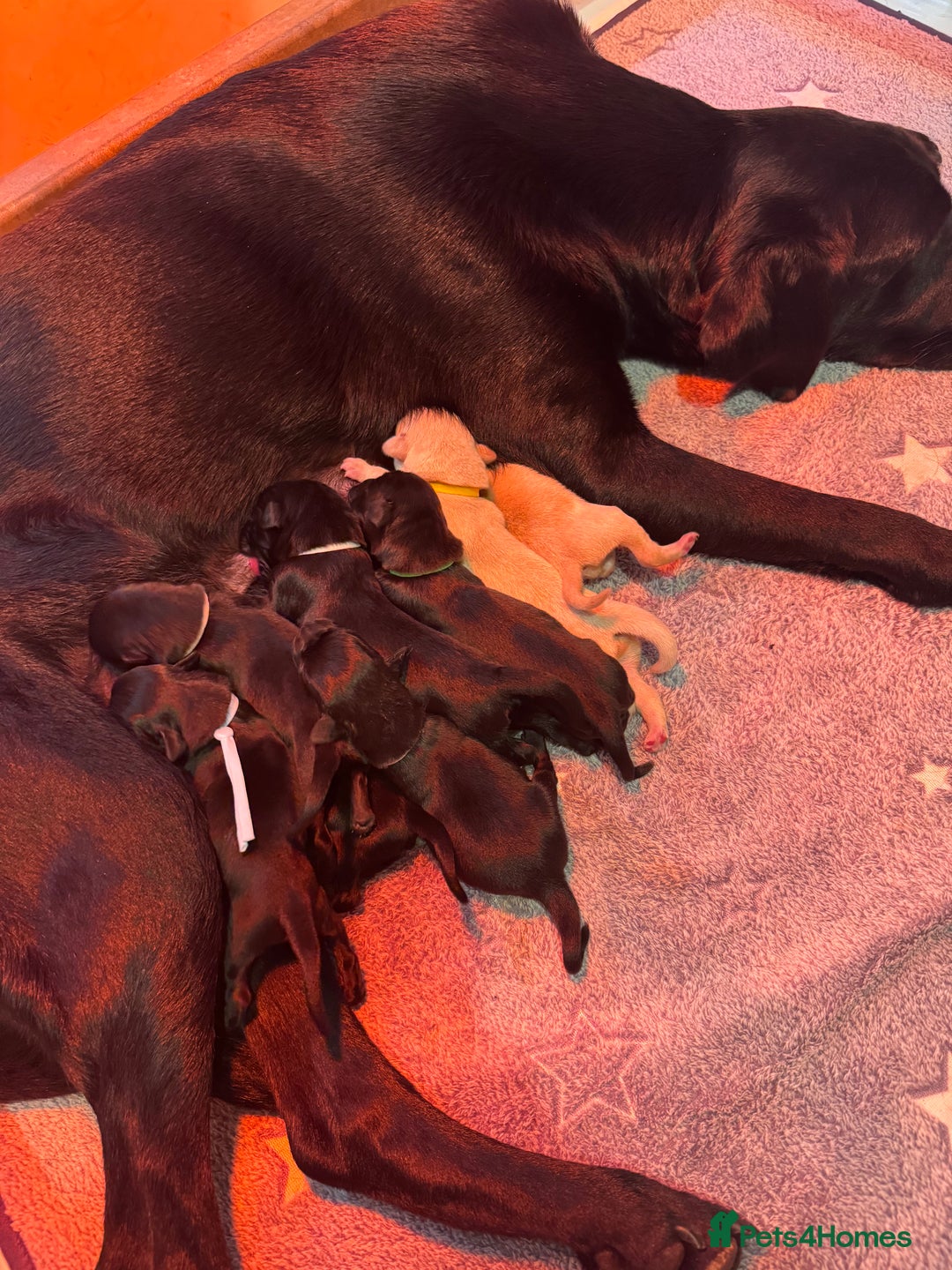 Labrador Retriever dogs for sale: KC Registered Health Tested Working Labs - Image 25
