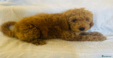 Poochon dogs - Advert 1