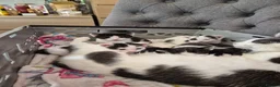 Mixed Breed cats for sale: Playful kittens looking for their furrever homes - Advert 14