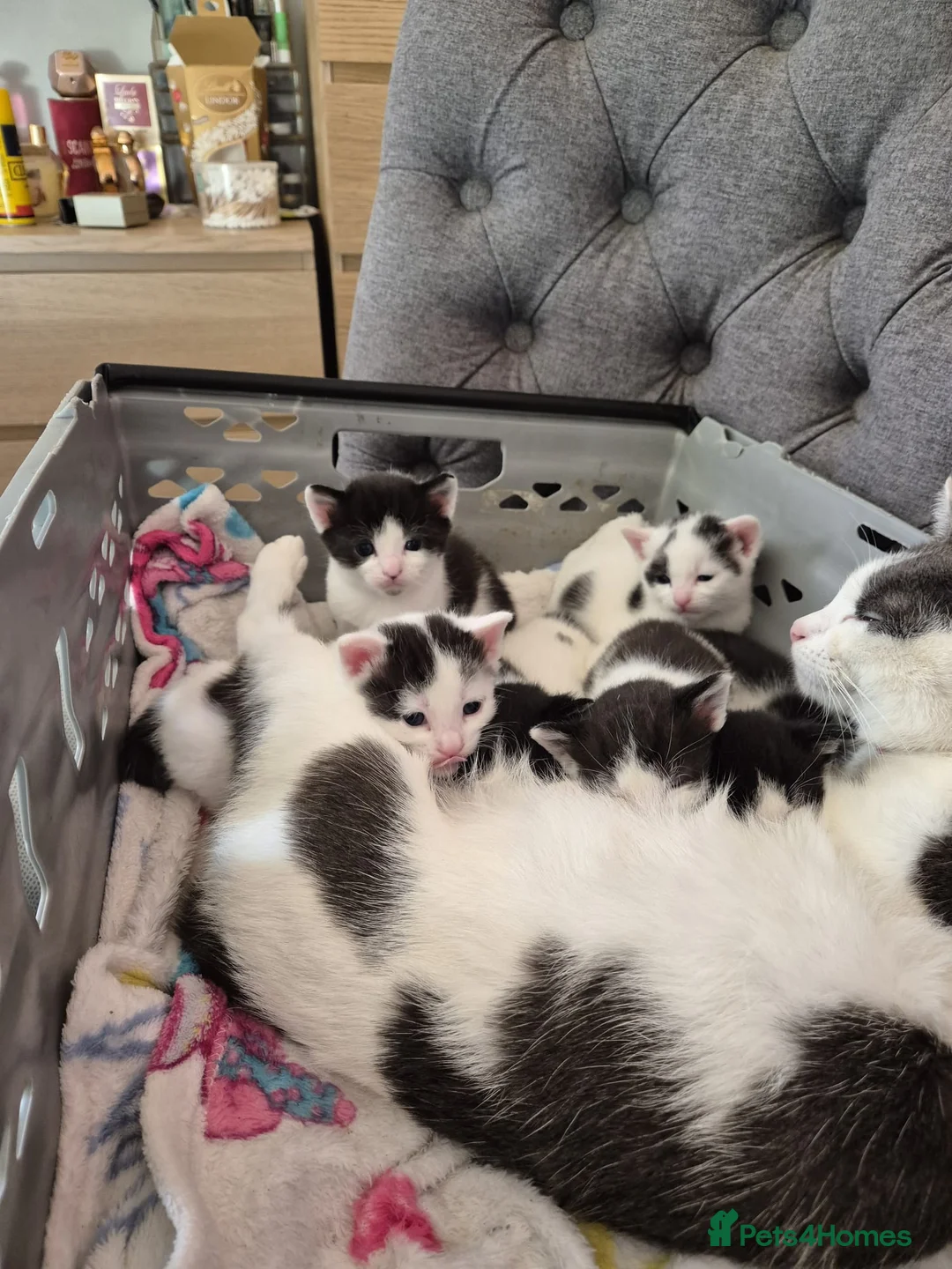 Mixed Breed cats for sale: Playful kittens looking for their furrever homes - Advert 14