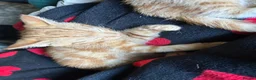 Mixed Breed cats for sale: 3 kittens. 2 female calico and one ginger male - Advert 3