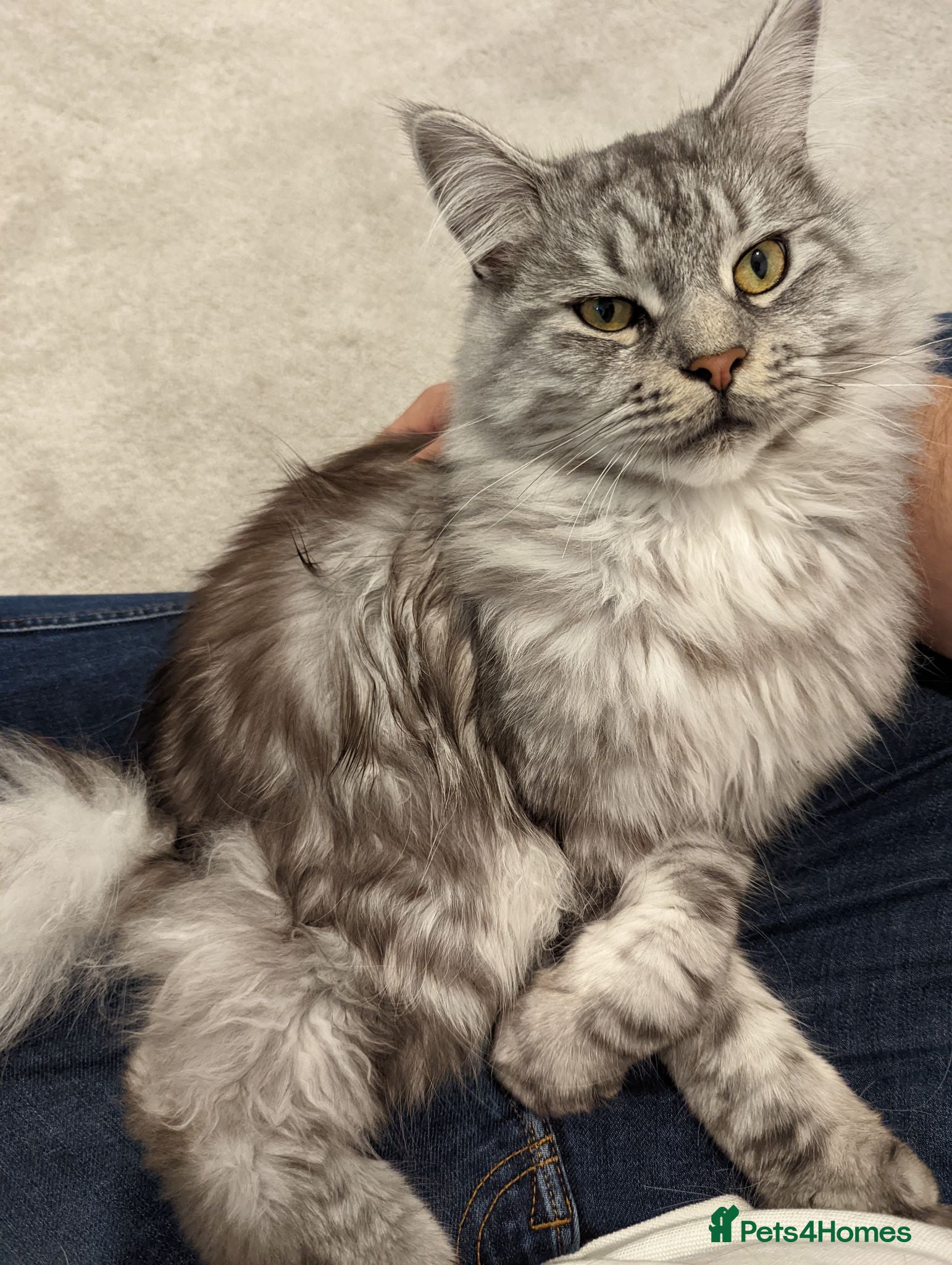 Maine Coon cats Male Mainecoon for rehoming - Advert 1