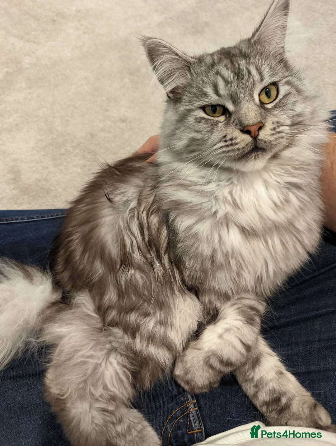 Maine Coon cats for sale: Male Mainecoon for rehoming - Advert 1