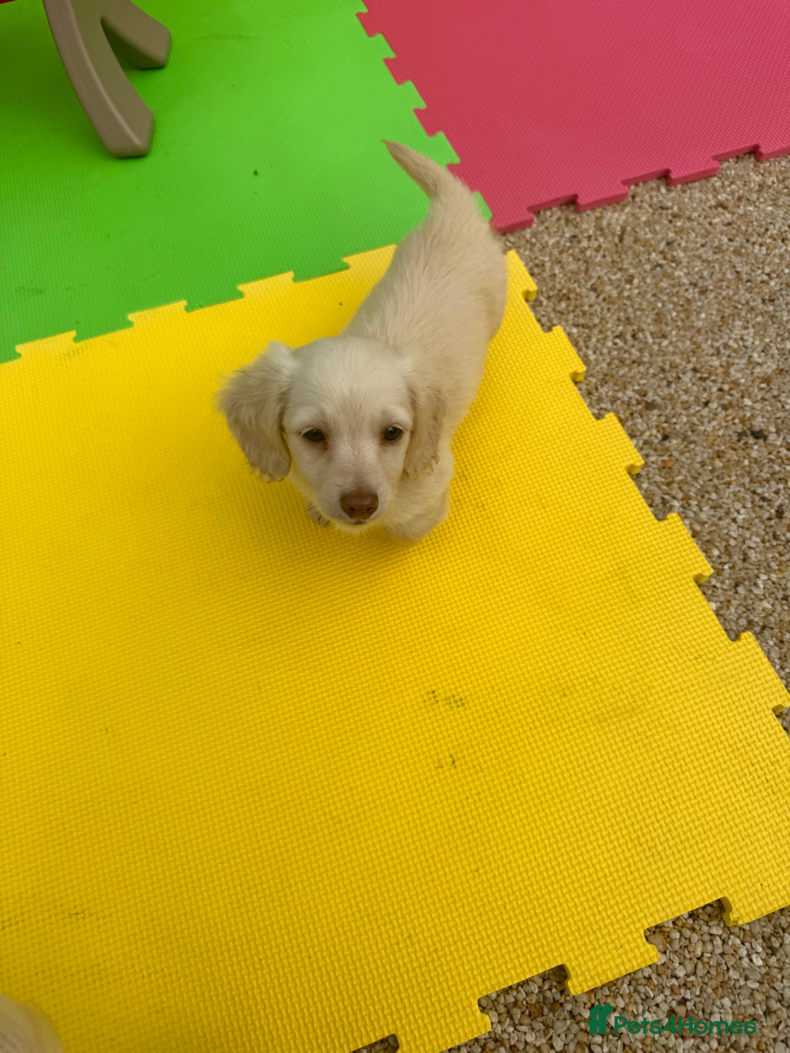 Miniature Dachshund dogs eeii Bright cream KC! Longhair miniature dachshund - Advert 1