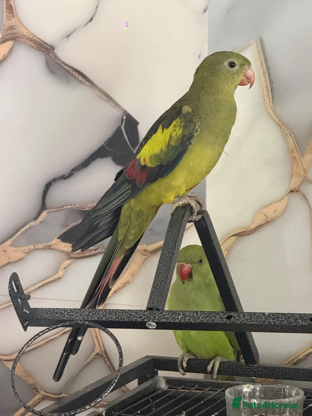 Parrots birds for sale: Parrot  in Birmingham - Advert 2