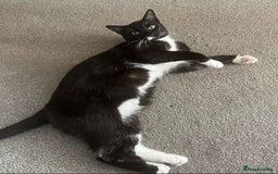 Domestic Shorthair cats for sale: 1 year old male cat FREE - Image 2
