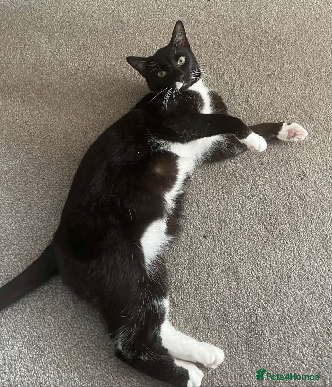Domestic Shorthair cats for sale: 1 year old male cat FREE - Image 2