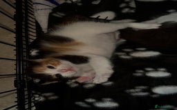 Mixed Breed cats for sale: 3 beautiful kittens for sale - Image 16