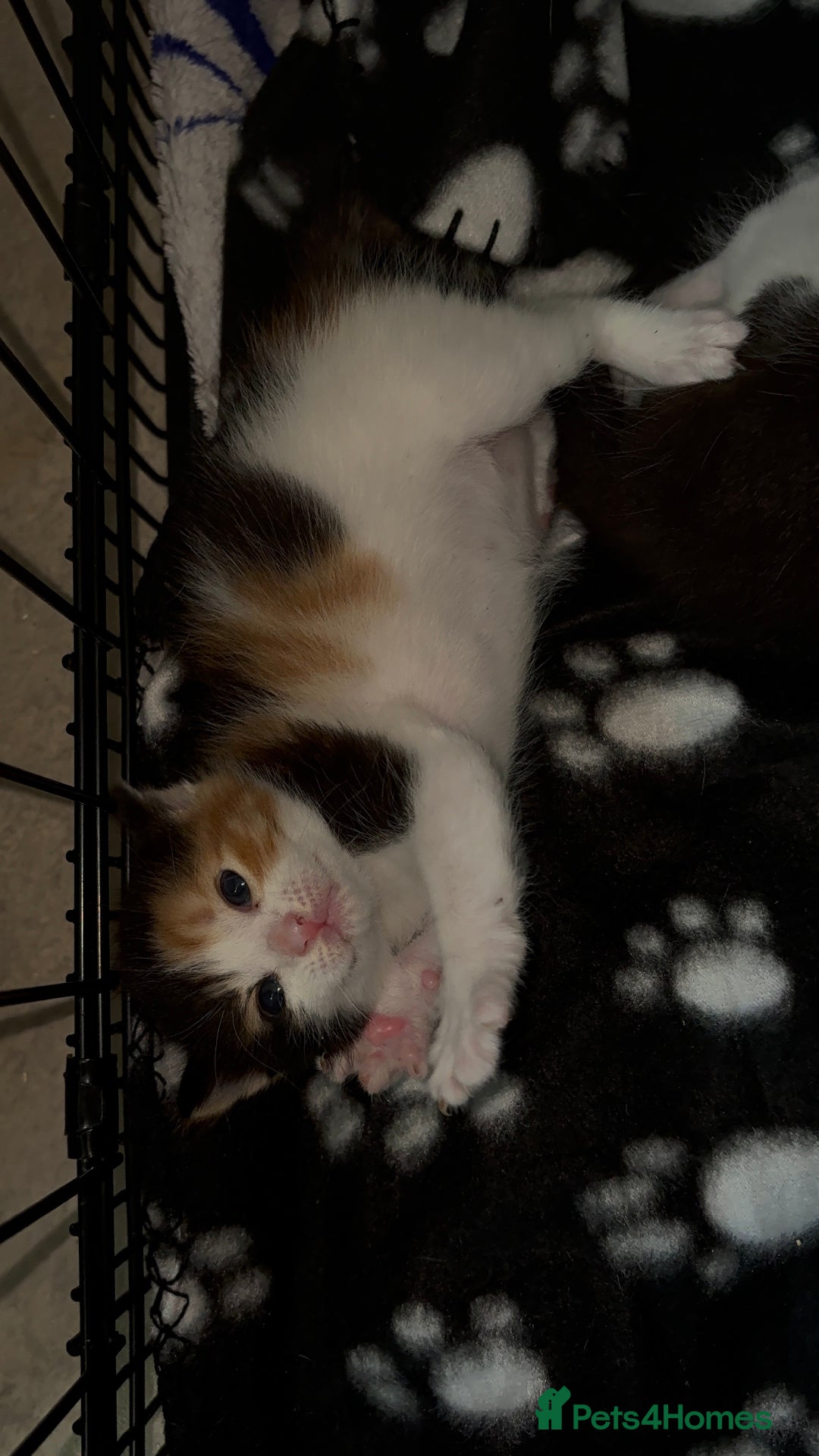 Mixed Breed cats for sale: 3 beautiful kittens for sale - Image 16