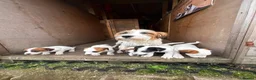 Jack Russell dogs for sale: 3 female Jack Russell puppies ready to go - Advert 28