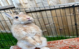 Netherland Dwarf rabbits for sale: Golden Netherland Dwarf - Image 2