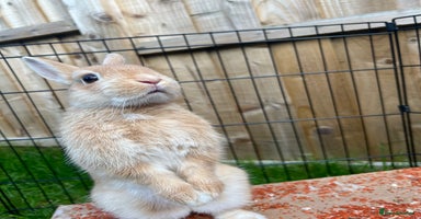 Netherland Dwarf rabbits - Advert 5