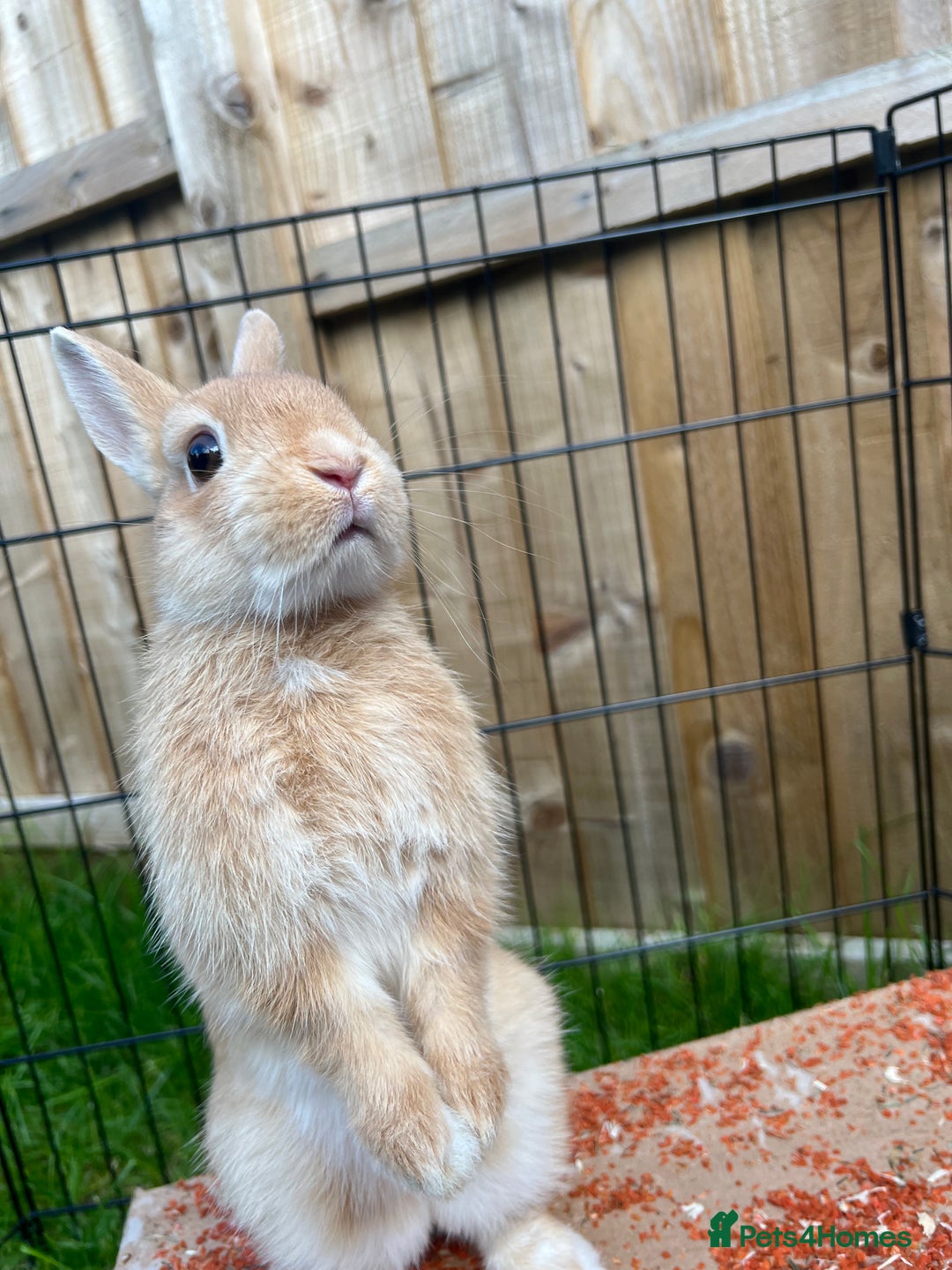 Netherland Dwarf rabbits for sale: Golden Netherland Dwarf - Image 2