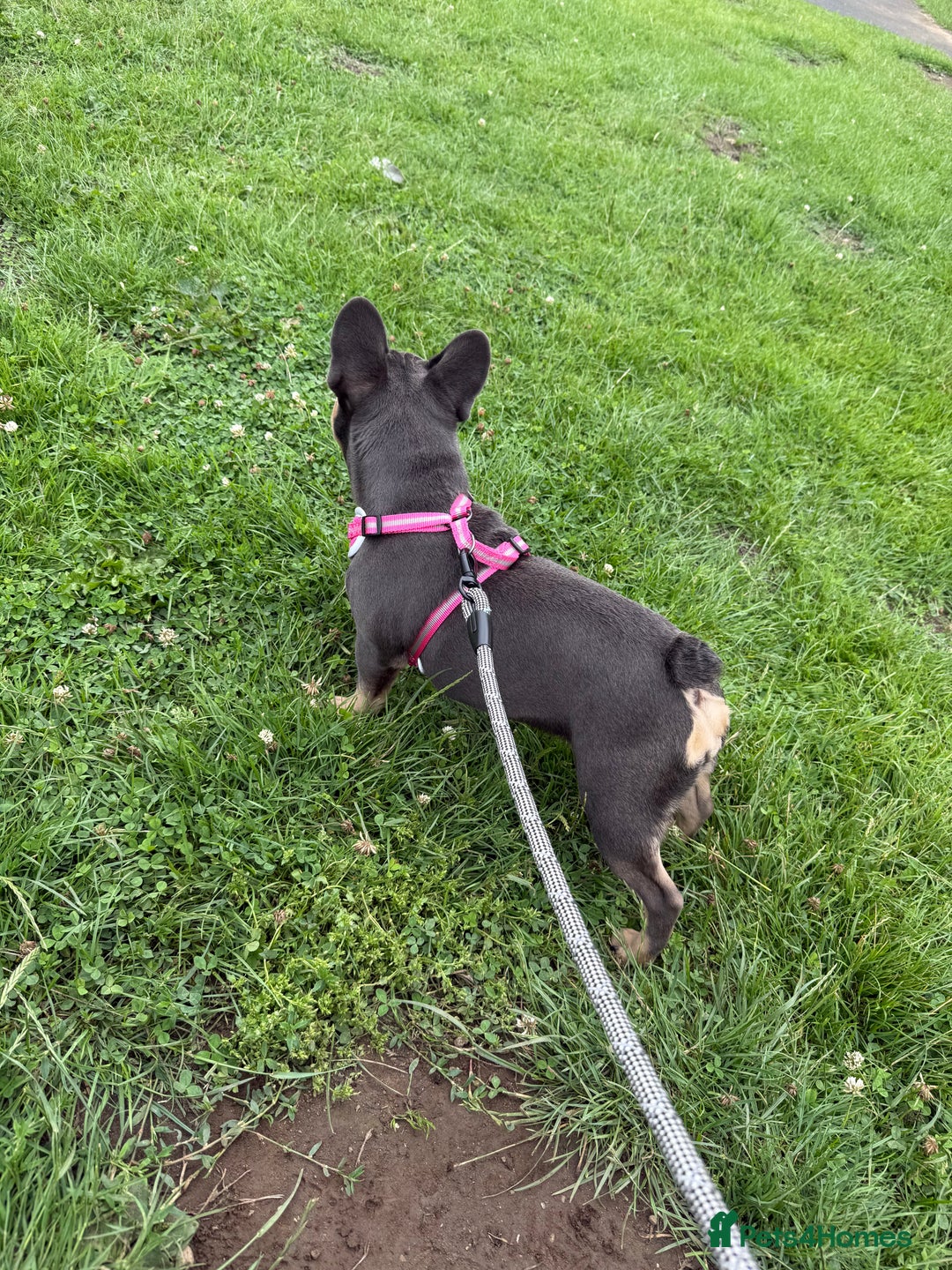 French Bulldog dogs for sale: Female French bulldog  - Image 6