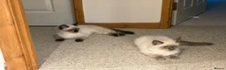 Ragdoll cats for sale: Ragdoll kittens age 17 weeks ready now  in Newtown - Advert 6
