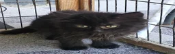 Persian cats for sale: Lovley half perian  - Advert 8