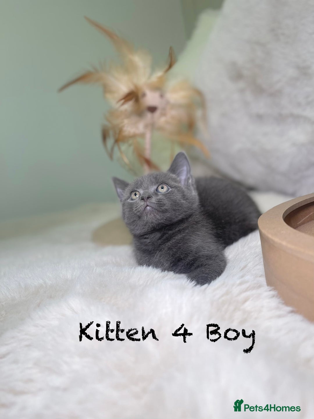 Mixed Breed cats for sale: Stunning kittens ready now  - Advert 25