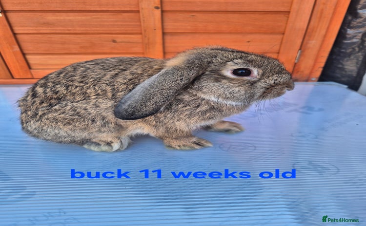 Mini Lop rabbits - Advert 1