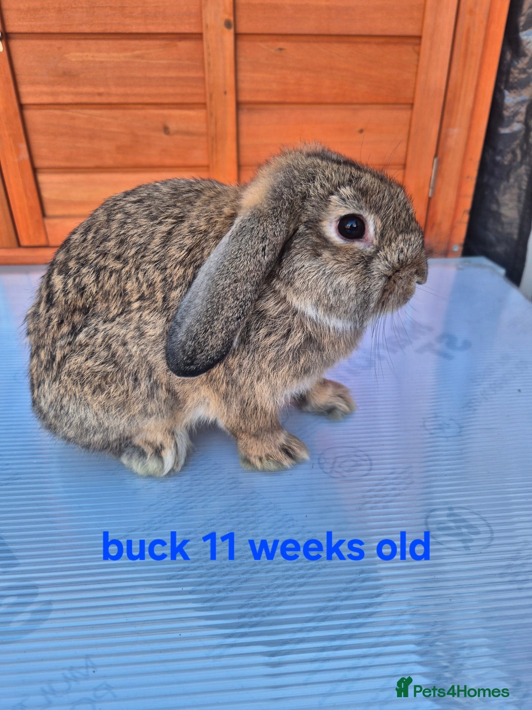 Mini Lop rabbits for sale: Various ages mini lops ready to go - Image 1
