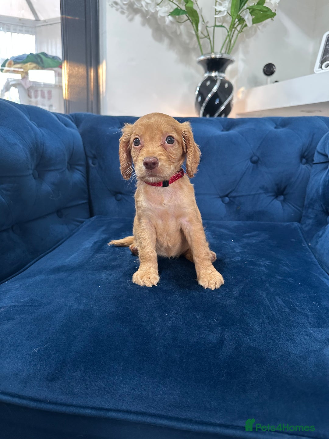 Cocker Spaniel dogs for sale: Beautiful litter of cocker spaniel pups 4 left  - Image 6