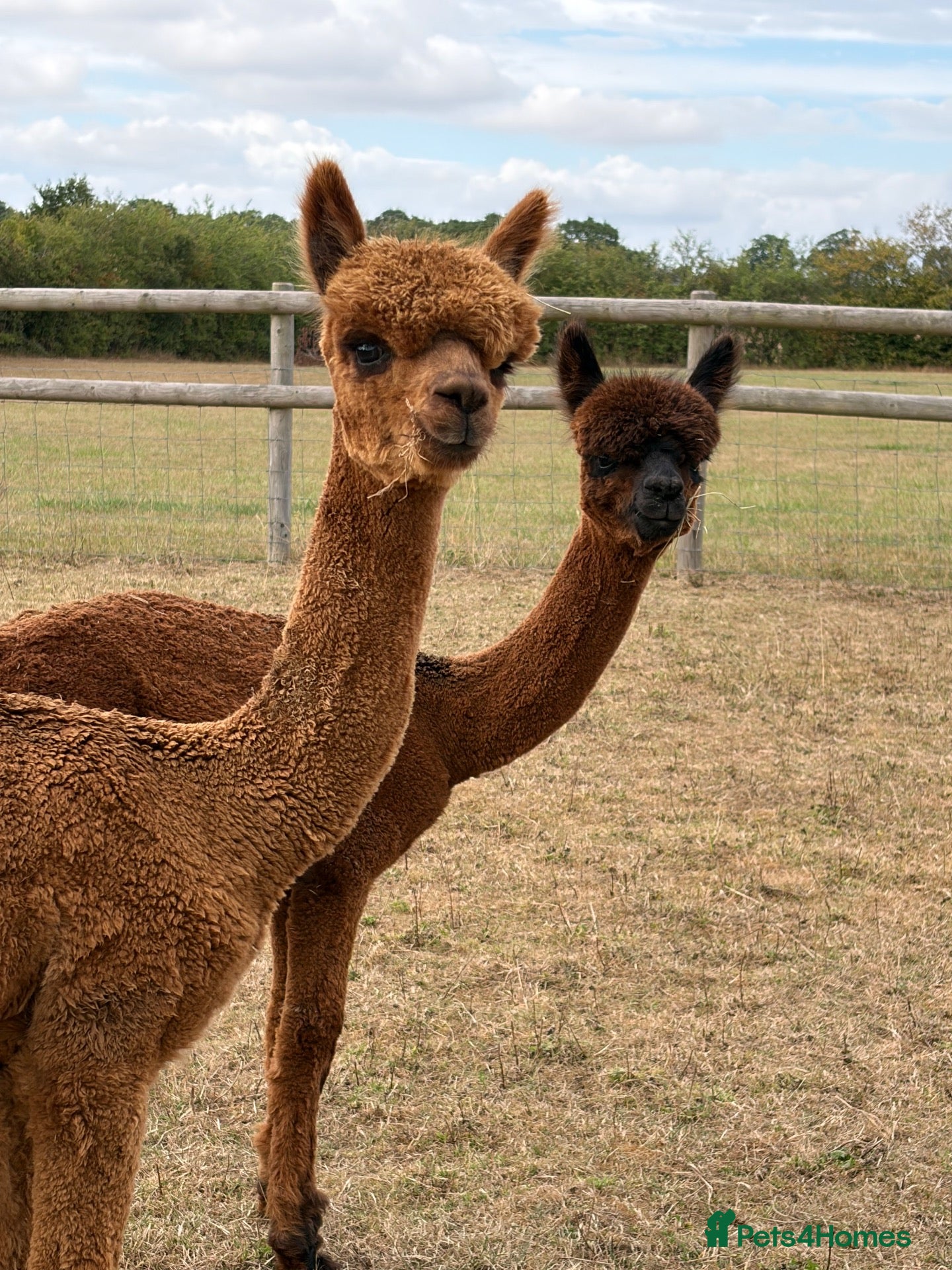 Alpaca livestock 2 male BAS registered alpacas - Advert 2
