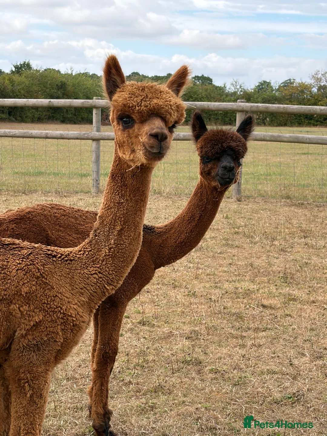 Alpaca livestock for sale: 2 male BAS registered alpacas - Advert 1