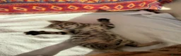 Bengal cats for sale: Kittens in Taunton - Advert 10