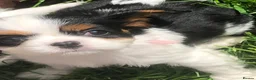 Cavalier King Charles Spaniel dogs for sale: Cavalier King Charles puppies  in Warrington - Advert 5