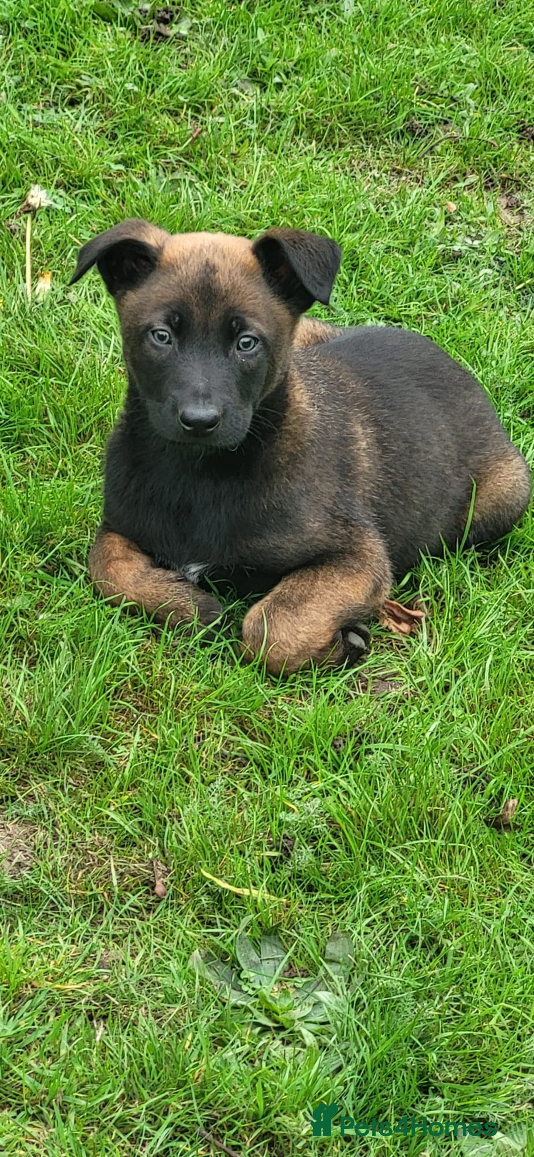 Belgian Shepherd Dog dogs for sale: BELGIAN SHEPHERD  - Image 4