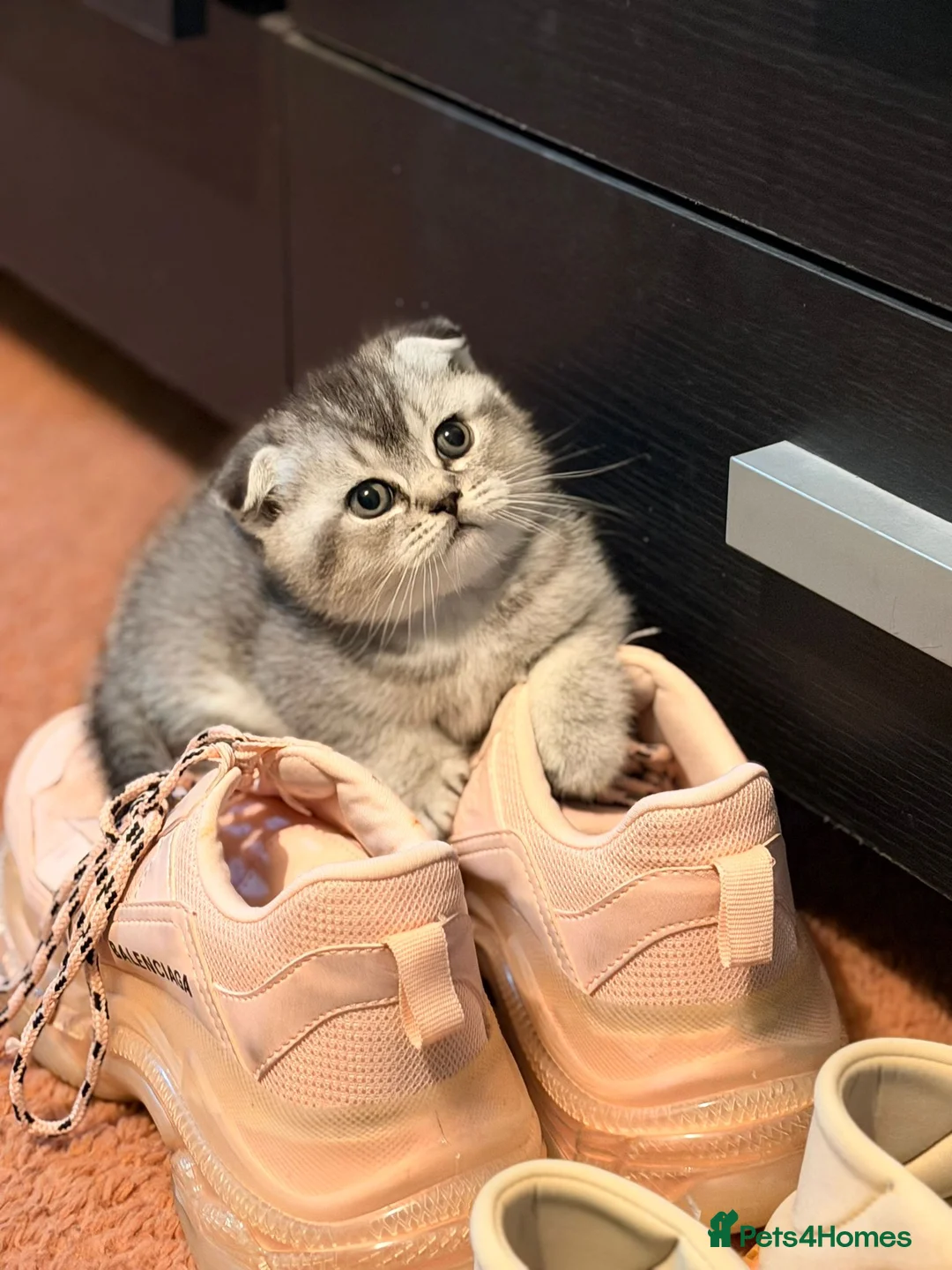 Scottish Fold cats for sale: Scottish fold for sale - Advert 1