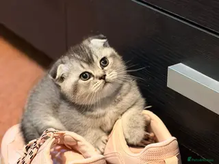 Scottish Fold cats Scottish fold for sale - Advert 3
