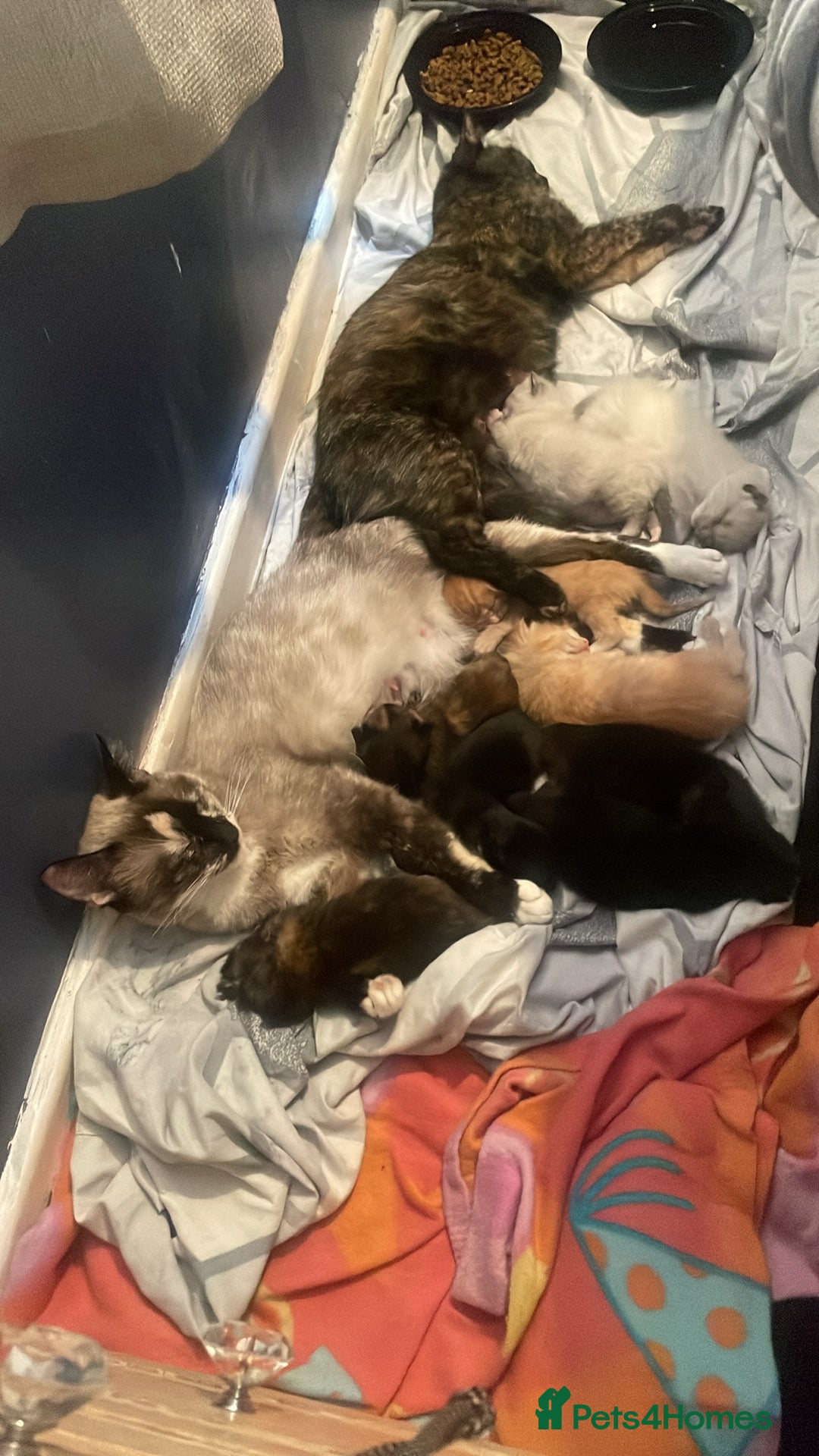 Mixed Breed cats 3 beautiful kittens - Advert 1